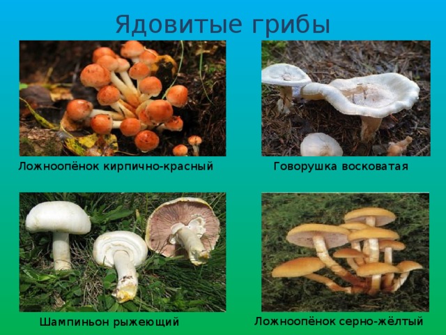 Ядовитые грибы Ложноопёнок кирпично-красный Говорушка восковатая Ложноопёнок серно-жёлтый Шампиньон рыжеющий