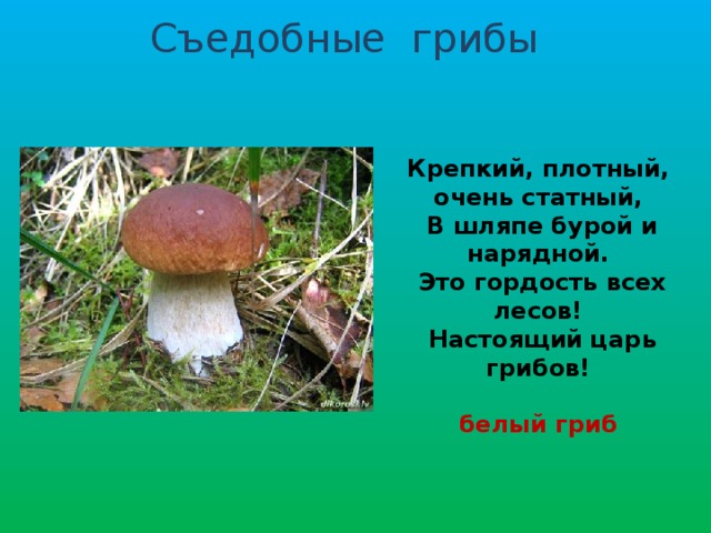 Съедобные грибы Крепкий, плотный, очень статный,  В шляпе бурой и нарядной.  Это гордость всех лесов!  Настоящий царь грибов!  белый гриб