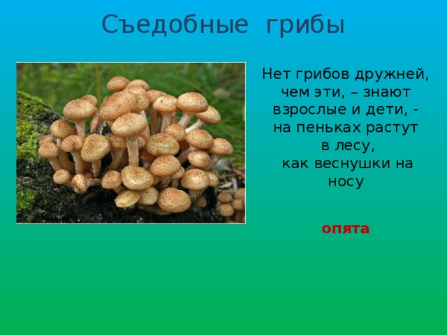 Съедобные грибы Нет грибов дружней, чем эти, – знают взрослые и дети, - на пеньках растут  в лесу,  как веснушки на носу опята