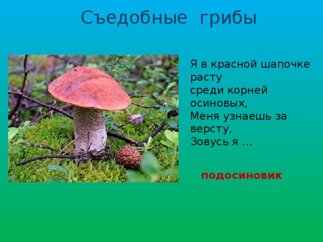 Съедобные грибы Я в красной шапочке расту среди корней осиновых, Меня узнаешь за версту, Зовусь я ... подосиновик