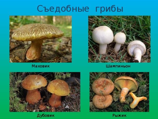 Съедобные грибы Маховик Шампиньон Дубовик Рыжик