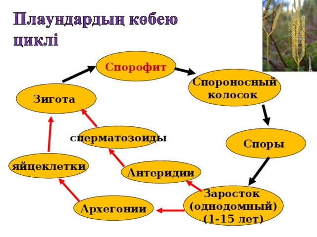 Спорофит  Спороносный колосок  Зигота сперматозоиды Споры яйцеклетки Антеридии Заросток (однодомный) (1-15 лет) Архегонии