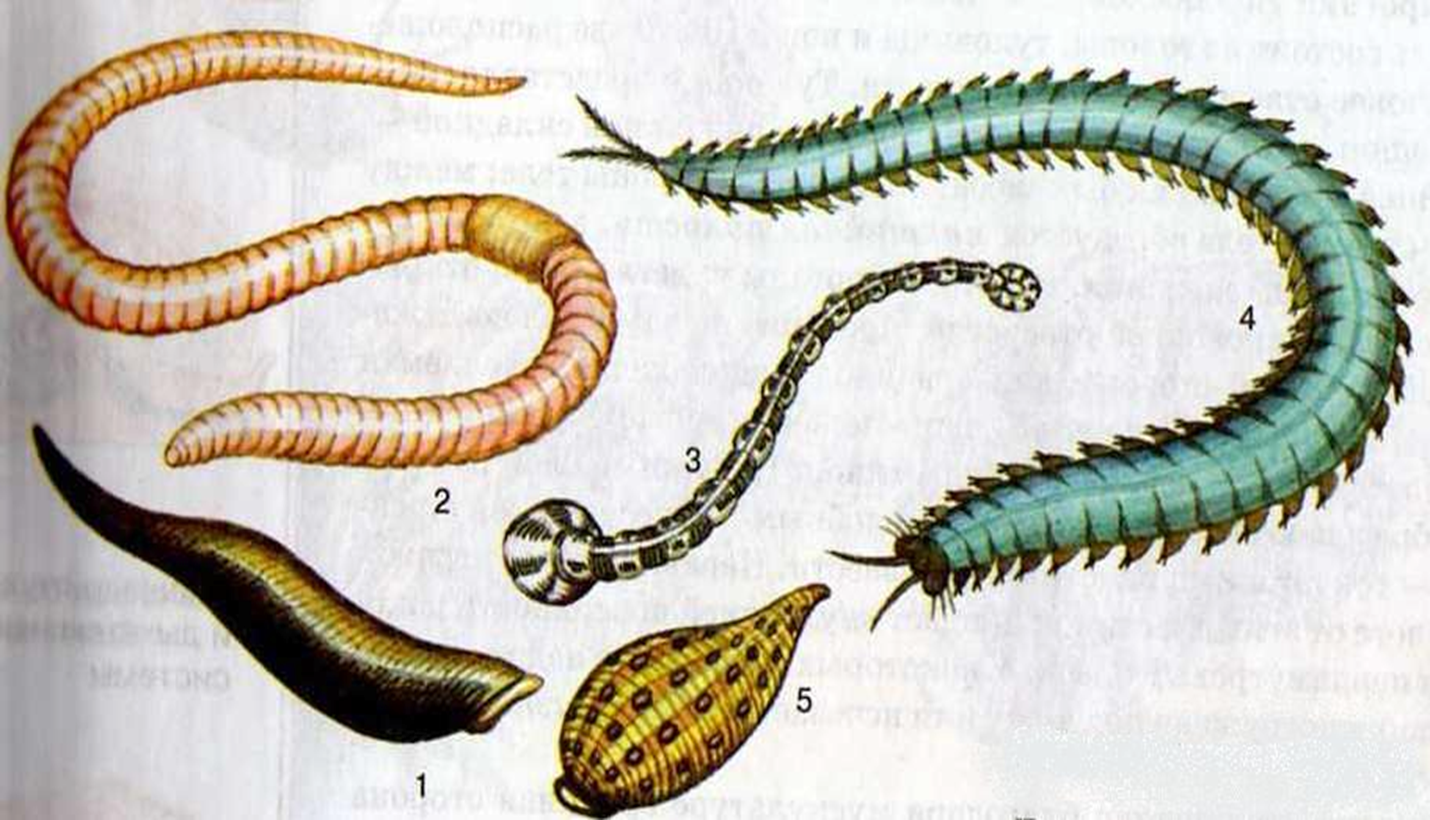Примеры группы червей. Малощетинковые кольчатые черви. Кольчатые черви биология. Малощетинковые червяки биология. Класс Малощетинковые черви.