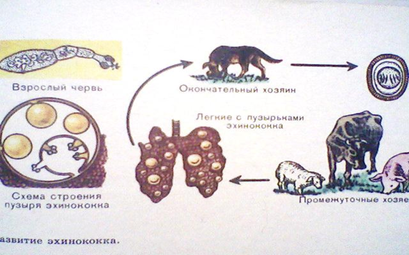 Можно ли считать человека промежуточным хозяином эхинококка. Жизненный цикл эхинококка схема. Цикл развития эхинококка схема. Стадии жизненного цикла эхинококка. Эхинококк многокамерный жизненный цикл.