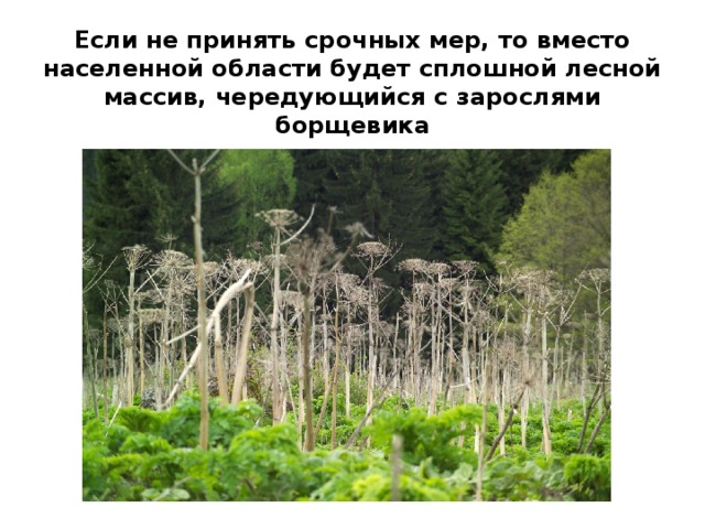 Если не принять срочных мер, то вместо населенной области будет сплошной лесной массив, чередующийся с зарослями борщевика