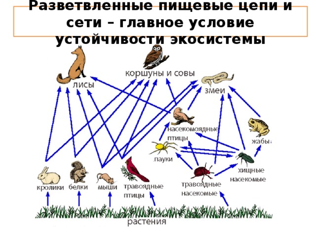 Разветвленные пищевые цепи и сети – главное условие устойчивости экосистемы Пищевые цепи