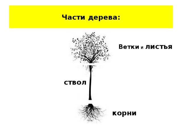 Части дерева: Ветки и листья ствол корни