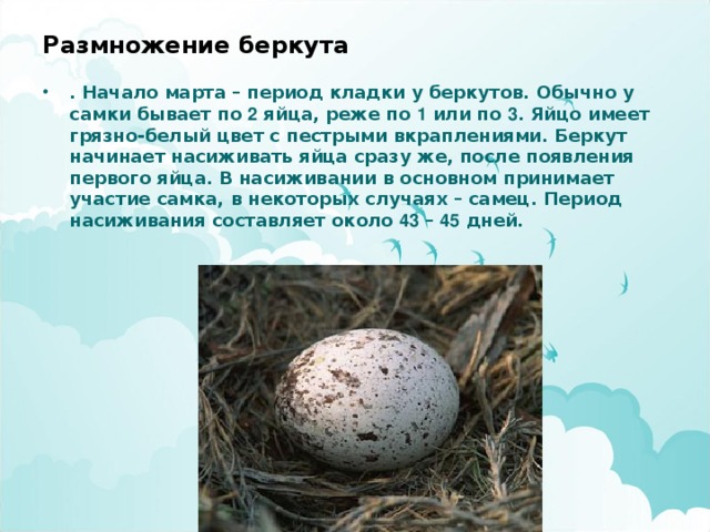 Размножение беркута . Начало марта – период кладки у беркутов. Обычно у самки бывает по 2 яйца, реже по 1 или по 3 . Яйцо имеет грязно-белый цвет с пестрыми вкраплениями. Беркут начинает насиживать яйца сразу же, после появления первого яйца. В насиживании в основном принимает участие самка, в некоторых случаях – самец. Период насиживания составляет около 43 – 45 дней.