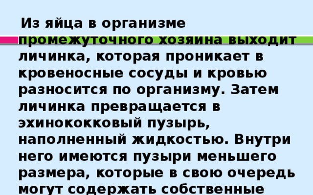 Из яйца в организме промежуточного хозяина выходит личинка, которая проникает в кровеносные сосуды и кровью разносится по организму. Затем личинка превращается в эхинококковый пузырь, наполненный жидкостью. Внутри него имеются пузыри меньшего размера, которые в свою очередь могут содержать собственные пузыри.