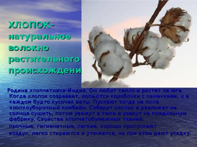 ХЛОПОК-  натуральное  волокно  растительного  происхождения  Родина хлопчатника-Индия. Он любит тепло и растет на юге. Когда хлопок созревает, лопаются коробочки с семечками, и в каждом будто кусочек ваты. Пускают тогда на поле хлопкоуборочный комбайн. Соберут хлопок и разложат на солнце сушить, потом увяжут в тюки и увезут на прядильную фабрику. Свойства хлопчатобумажных тканей:  прочные, гигиеничные, легкие, хорошо пропускают  воздух, легко стираются и утюжатся, но при этом дают усадку.