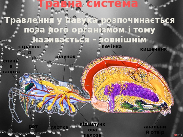 Травна система Травлення у павука розпочинається поза його організмом і тому називається – зовнішнім печінка стравохід кишечник шлунок слинна залоза глотка рот анальний отвір підшлункова залоза