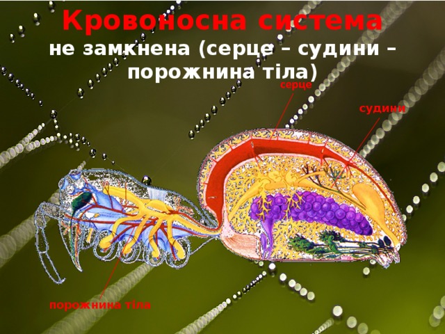 Кровоносна система не замкнена (серце – судини – порожнина тіла) судини порожнина тіла