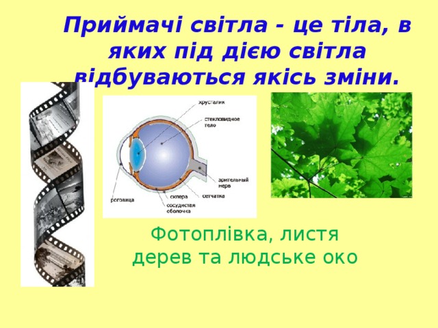 Приймачі світла - це тіла, в яких під дією світла відбуваються якісь зміни.   Фотоплівка, листя дерев та людське око