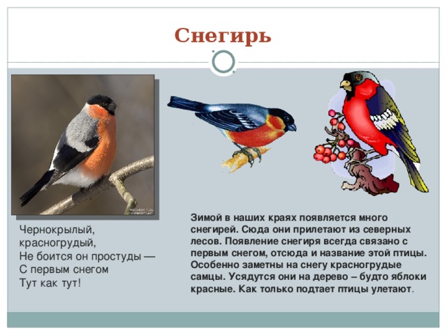 Снегирь Зимой в наших краях появляется много снегирей. Сюда они прилетают из северных лесов. Появление снегиря всегда связано с первым снегом, отсюда и название этой птицы. Особенно заметны на снегу красногрудые самцы. Усядутся они на дерево – будто яблоки красные. Как только подтает птицы улетают . Чернокрылый, красногрудый,  Не боится он простуды —  С первым снегом  Тут как тут!