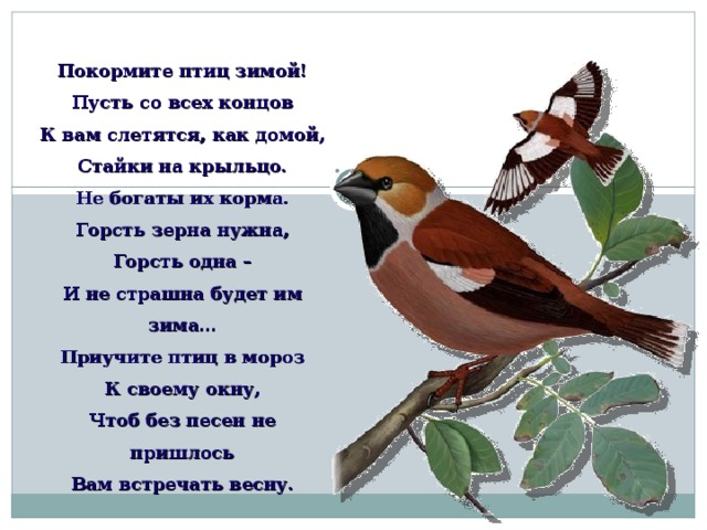 Покормите птиц зимой! Пусть со всех концов К вам слетятся, как домой, Стайки на крыльцо. Не богаты их корма. Горсть зерна нужна, Горсть одна – И не страшна будет им зима… Приучите птиц в мороз К своему окну, Чтоб без песен не пришлось Вам встречать весну.