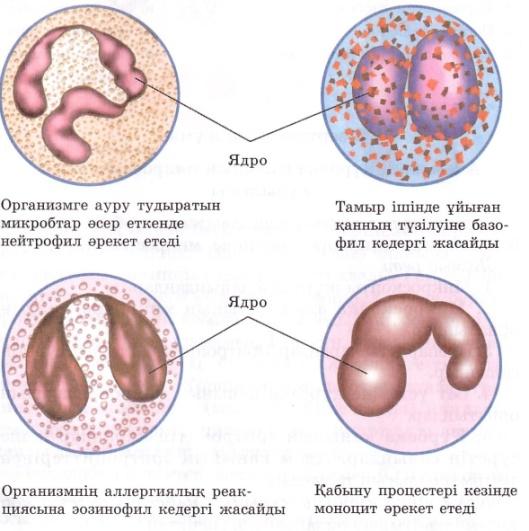 Биология 8 сынып