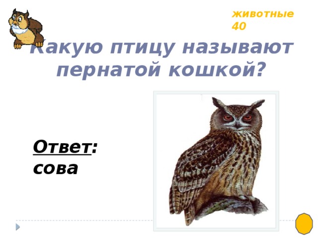 животные 40 Какую птицу называют пернатой кошкой? Ответ : сова