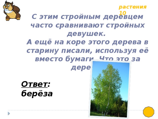 растения 10 С этим стройным деревцем часто сравнивают стройных девушек. А ещё на коре этого дерева в старину писали, используя её вместо бумаги. Что это за дерево? Ответ : берёза