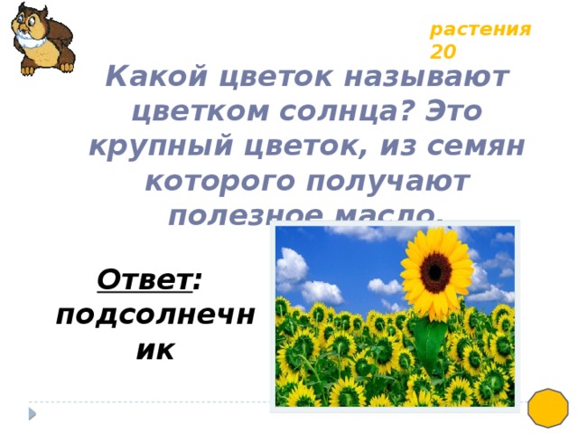 растения 20 Какой цветок называют цветком солнца? Это крупный цветок, из семян которого получают полезное масло. Ответ : подсолнечник