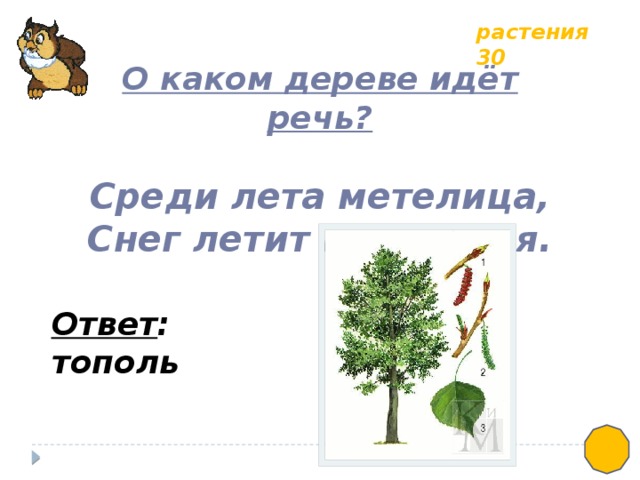 растения 30 О каком дереве идёт речь?  Среди лета метелица, Снег летит и стелется. Ответ : тополь