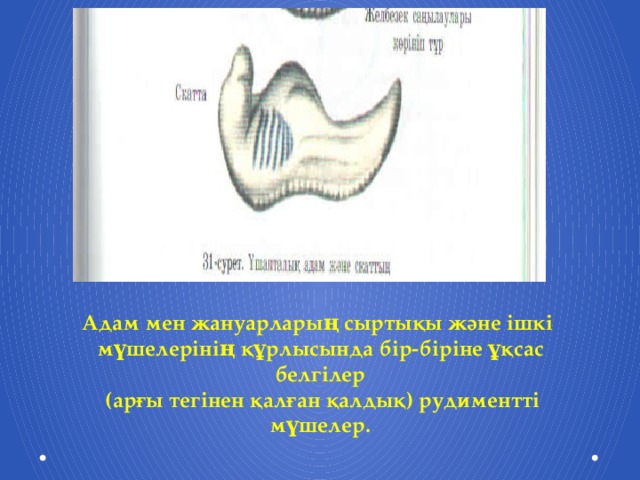 Адам мен жануарларың сыртықы және ішкі мүшелерінің құрлысында бір-біріне ұқсас белгілер  (арғы тегінен қалған қалдық) рудиментті мүшелер.