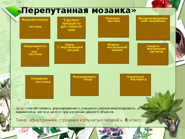 « Перепутанная мозаика»   Половая Воспроизведение себе подобных система Удаляет продукты диссимиля-ции Выделительная система Связь Кожно-мускульный мешок С окружающей средой Защита внутренних органов Пищеваритель ная система Переносит кислород Переваривает  пищу Нервная система Цель: способствовать формированию у учащихся умения анализировать, устанавливая взаимосвязь части и целого при изучении данного объекта.  Тема: «Внутреннее строение кольчатых червей».  8 класс.