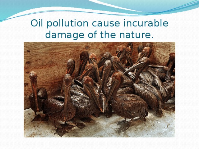 Oil pollution cause incurable damage of the nature.