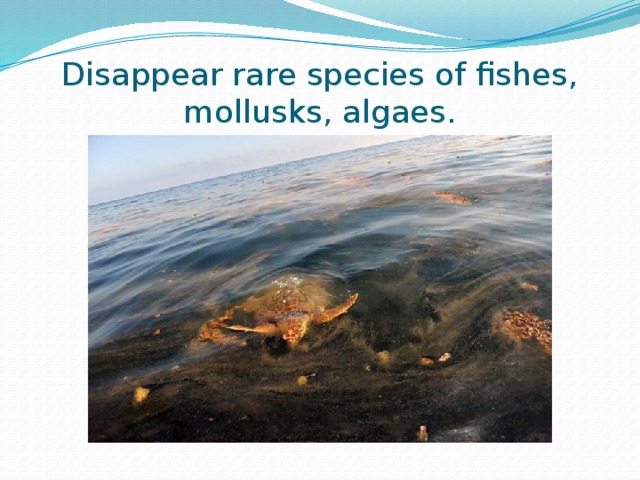 Disappear rare species of fishes, mollusks, algaes.