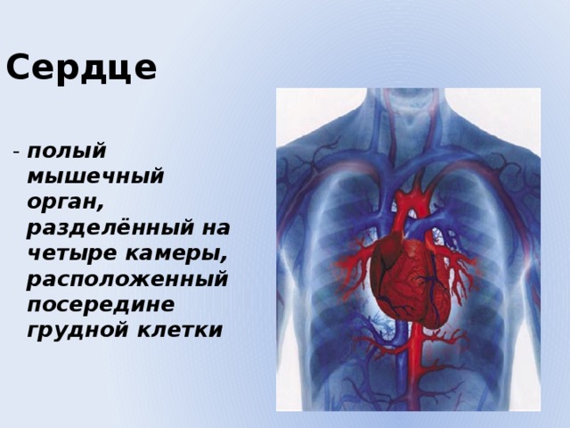 Сердце  - полый мышечный орган, разделённый на четыре камеры, расположенный посередине грудной клетки