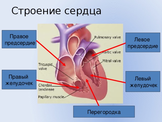 Строение сердца Правое  предсердие Левое предсердие Правый желудочек Левый  желудочек Перегородка