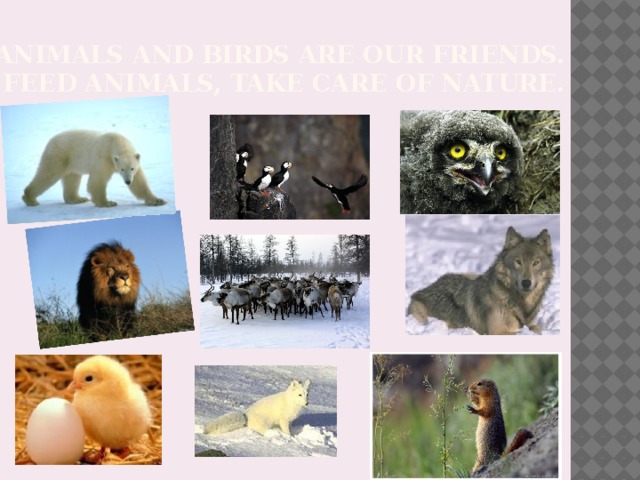 Animals and birds are our friends.  Feed animals, take care of nature.