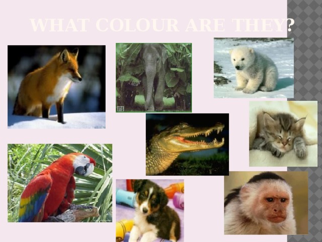 What colour are they?