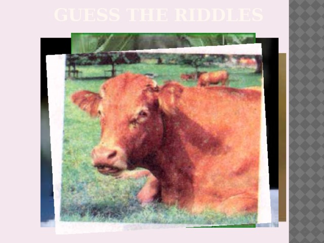 Guess the riddles