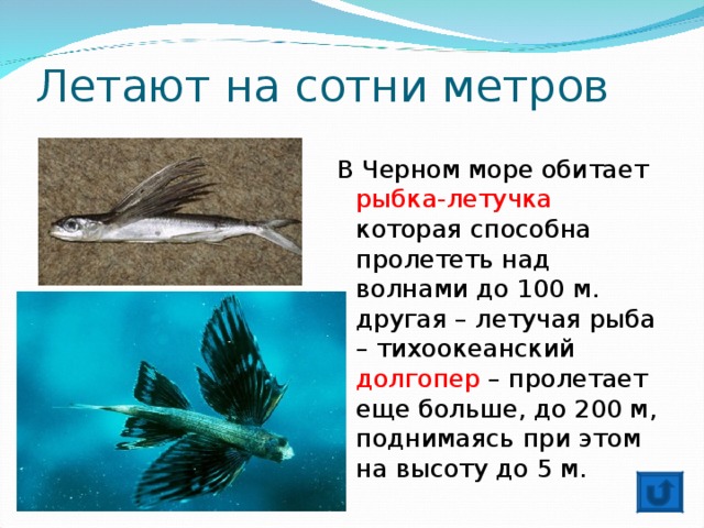 Летают на сотни метров В Черном море обитает рыбка-летучка которая способна пролететь над волнами до 100 м. другая – летучая рыба – тихоокеанский долгопер – пролетает еще больше, до 200 м, поднимаясь при этом на высоту до 5 м.