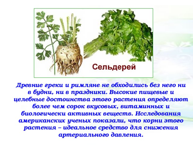 Древние греки и римляне не обходились без него ни в будни, ни в праздники. Высокие пищевые и целебные достоинства этого растения определяют более чем сорок вкусовых, витаминных и биологически активных веществ. Исследования американских ученых показали, что корни этого растения – идеальное средство для снижения артериального давления.