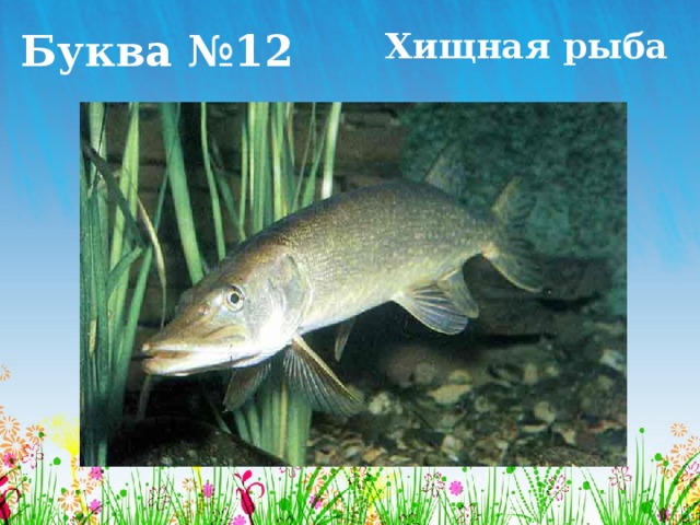 Буква №12 Хищная рыба