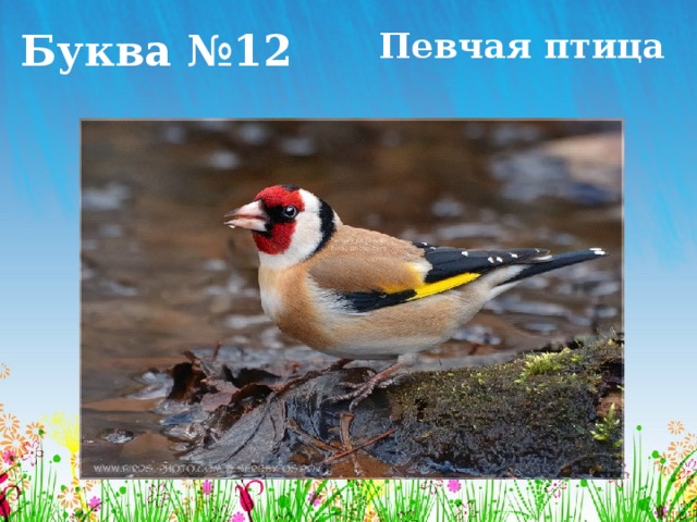 Буква №12 Певчая птица