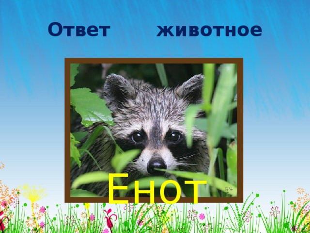 Ответ    животное Енот