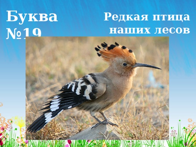 Буква №19 Редкая птица наших лесов