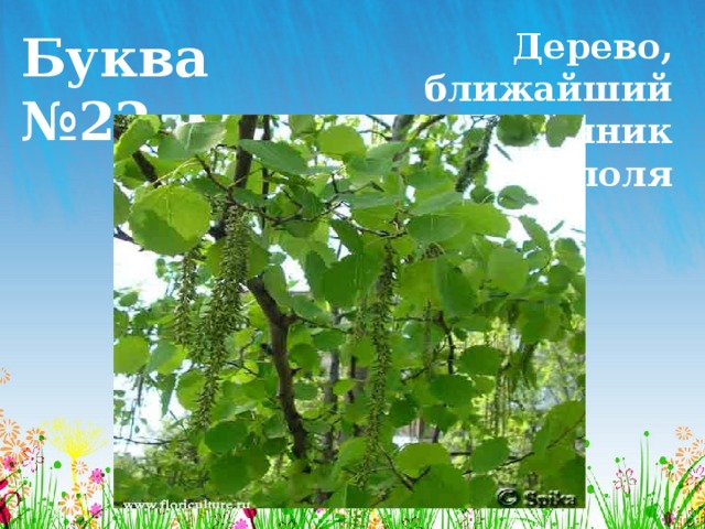 Буква №22 Дерево, ближайший родственник тополя