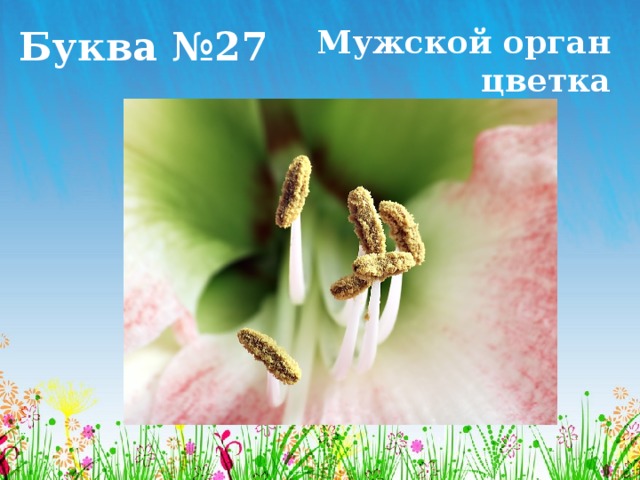 Буква №27 Мужской орган цветка