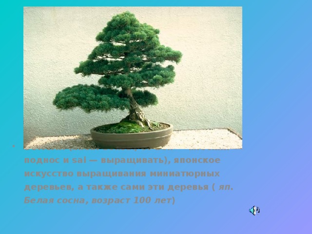 БОНСАЙ (япон. bonsai, от bon — плоский поднос и sai — выращивать), японское искусство выращивания миниатюрных деревьев, а также сами эти деревья ( яп. Белая сосна, возраст 100 лет )