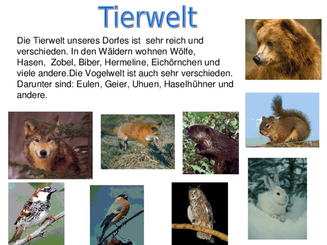 Die Tierwelt unseres Dorfes ist sehr reich und verschieden. In den Wäldern wohnen W ö lfe, Hasen, Zobel, Biber, Hermeline, Eich ö rnchen und viele andere.Die Vogelwelt ist auch sehr verschieden. Darunter sind: Eulen, Geier, Uhuen, Haselhühner und andere.