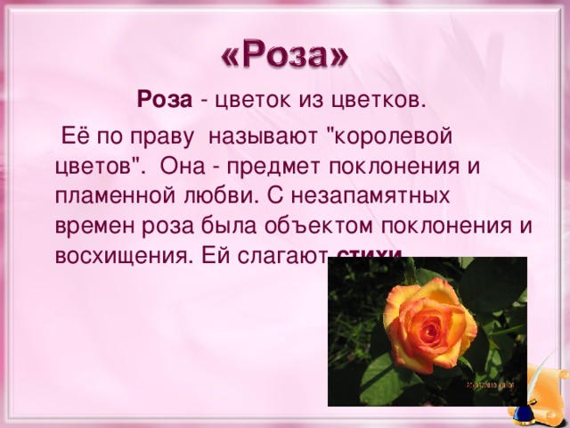 Роза  - цветок из цветков.  Её по праву  называют 