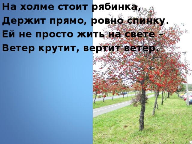 На холме стоит рябинка, Держит прямо, ровно спинку. Ей не просто жить на свете – Ветер крутит, вертит ветер.