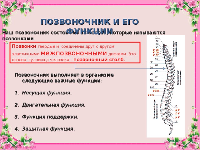 ПОЗВОНОЧНИК И ЕГО ФУНКЦИИ Наш позвоночник состоит из 33 костей, которые называются позвонками . Позвонки твердые и соединены друг с другом эластичными межпозвоночными дисками. Это основа туловища человека – позвоночный столб .  Позвоночник выполняет в организме следующие важные функции:  Несущая функция .   Двигательная функция.  Функция поддержки.  Защитная функция .  8