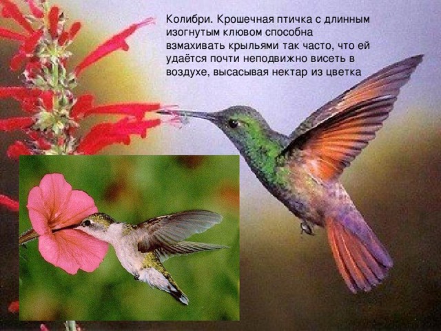 Колибри. Крошечная птичка с длинным изогнутым клювом способна взмахивать крыльями так часто, что ей удаётся почти неподвижно висеть в воздухе, высасывая нектар из цветка колибри