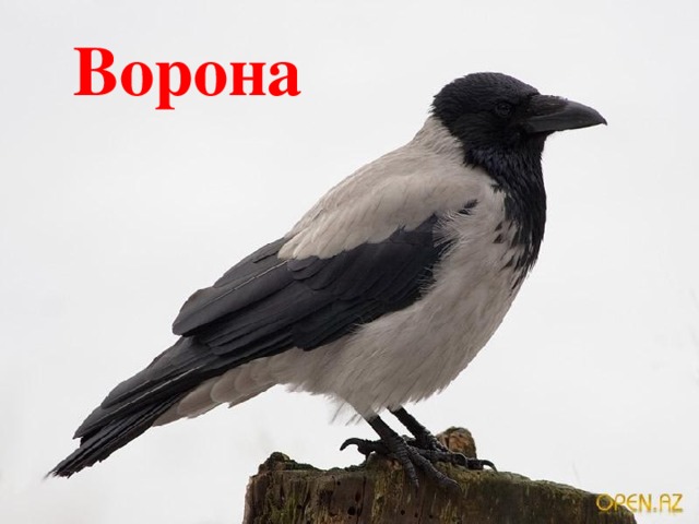 Ворона