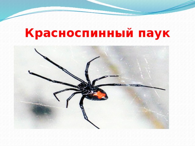 Красноспинный паук