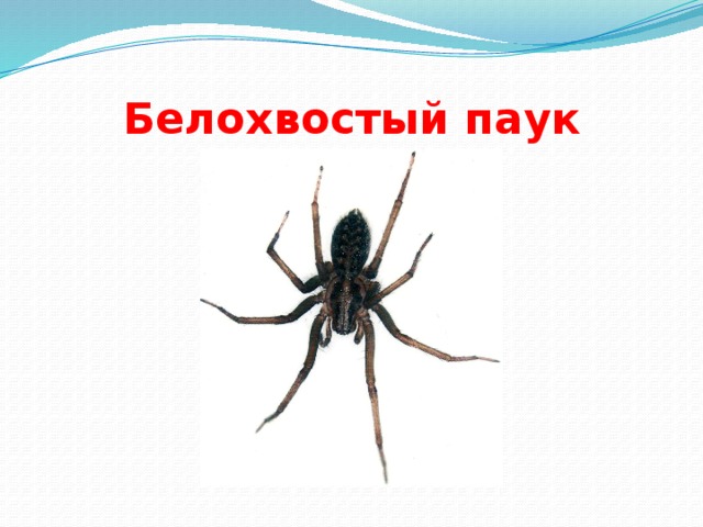 Белохвостый паук